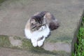 Persain catÃ¢â¬â¹ gray, blackÃ¢â¬â¹ andÃ¢â¬â¹ whiteÃ¢â¬â¹ colorÃ¢â¬â¹ lay downÃ¢â¬â¹ onÃ¢â¬â¹ theÃ¢â¬â¹ ground. The cat acts like sleepy and shy not looki Royalty Free Stock Photo